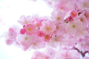 japanese Pink cherry tree blooms