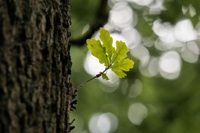 young oak leaves