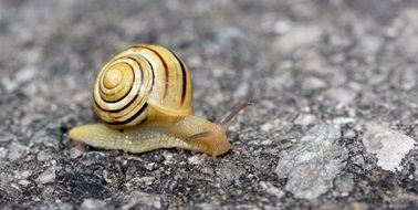 snail on the road close up