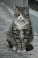The street cat squints