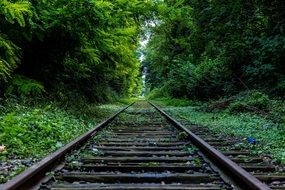 railroad in green forest