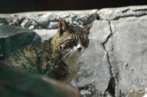 Side view of a street cat