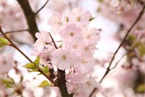 cherry flowers close up