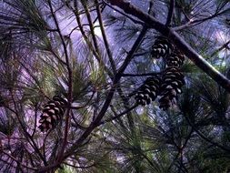 sky through pine tree branches with cones