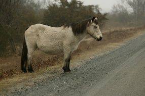 lonely wild pony on misty road