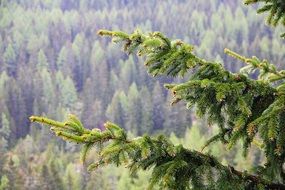 pine tree branch in the forest