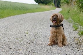 Dog is sitting on the road