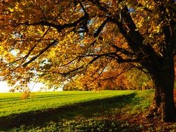 landscape of autumn gold trees