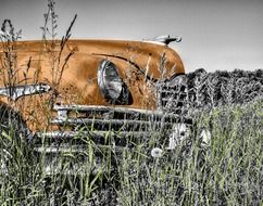 old vintage yellow Cat in grass