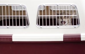 loading animals in the nursery