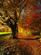 colorful autumn tree in sunny day