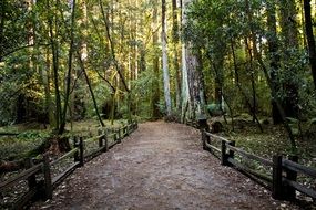 pathway in the forest