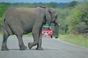 in Africa, a huge elephant crosses the road