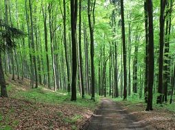 forest path in summer