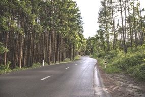 wet forest road
