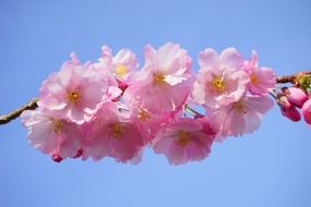 japanese red cherry trees flowers on branch