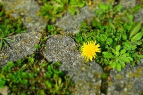 Yellow dandelion in stones