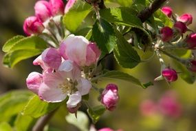 Blooming of the apple flowers