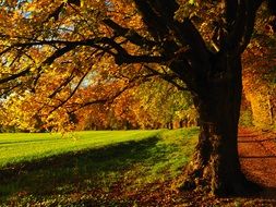 big autumn tree in the country road