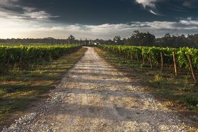 country gravel road in the vines tuscany