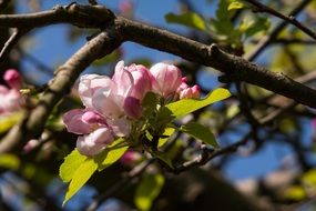 macro Apple tree branch blooming