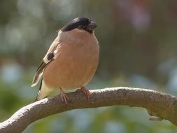 bird bullfinch on a tree branch