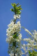 cherry blossom branch on the blue sky background