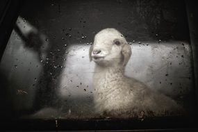 cute lamb in a car with wet windows