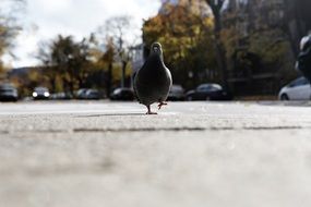 pigeon on the sidewalk