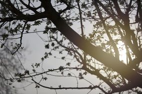 sunlight through tree branches