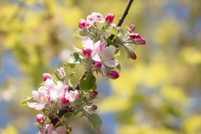 a photo of apple flowers