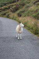 White sheep on the road