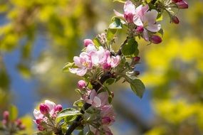 apple buds on a sunny day on a blurred background