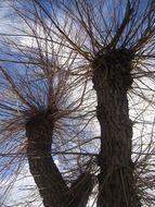 clipped trees against the sky