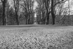 black and white photo of avenue with trees