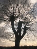 tree tribe