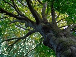 trunk and green beech crown