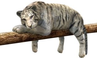 resting tiger