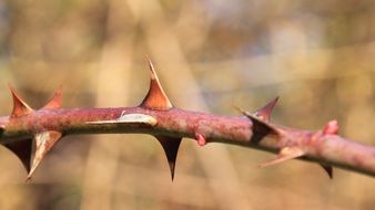 sharp thorns on a bush