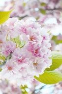 sakura in bloom, flowers close up