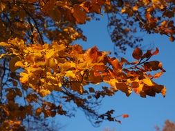 Golden leaves on a tree