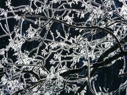 on a black background tree branches in hoarfrost