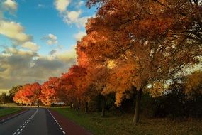 trees with yellow foliage near the road