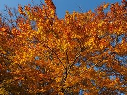 yellow foliage on thin tree branches