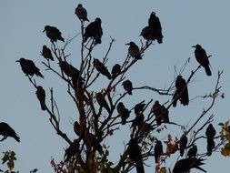 Birs on the tree in Russia