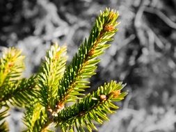 green spruce branches at grey background