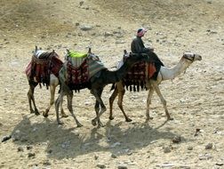 caravan of camels in sand desert