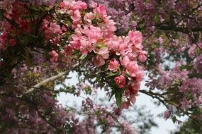 flowering branch with pink flowers