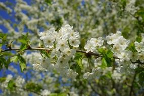 cherry blossom on a tree in spring