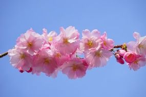 terrific japanese cherry flower